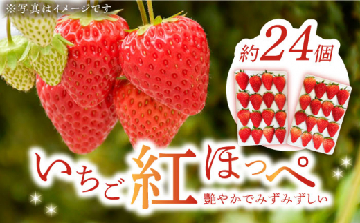 【1月下旬から順次発送予定】瀬戸内の島からお届け！いちご「紅ほっぺ」24〜32個 苺 いちご イチゴ 紅ほっぺ フルーツ  江田島市/沖美ベジタ有限会社[XBA001] - 広島県江田島市｜ふるさとチョイス - ふるさと納税サイト