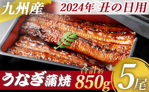 お届け日時指定可！九州産うなぎ蒲焼１㎏（捌きミス・冷凍便） - 魚介