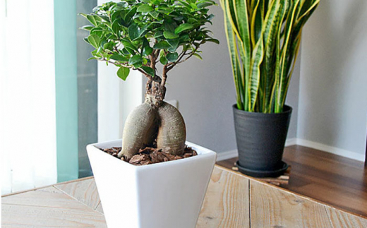 ふるさと納税「観葉植物」の人気返礼品・お礼品比較 - 価格.com