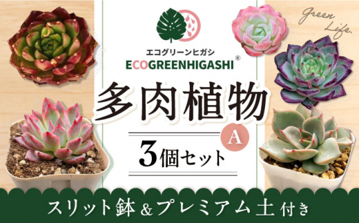 オリジナル鉢付き！かわいい売れ筋多肉植物お届けセットA / 観葉植物
