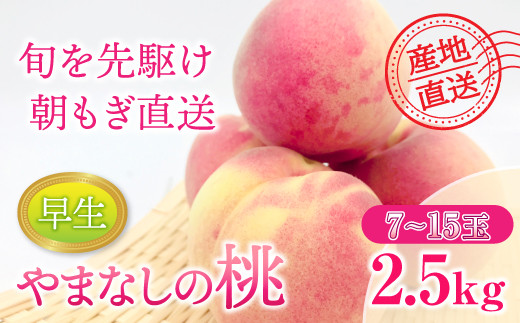 先行予約】【2024年発送】もも 約2.5kg（早生）7～15玉 桃 山梨県産