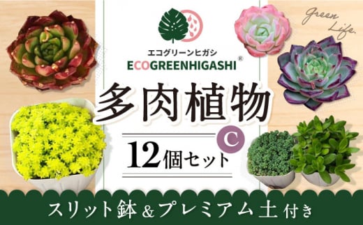 オリジナル鉢付き！かわいい売れ筋多肉植物お届けセットC / 観葉植物 多肉 多肉植物 インテリア / エコグリーンヒガシ / 大村市[ACAL006]  - 長崎県大村市｜ふるさとチョイス - ふるさと納税サイト