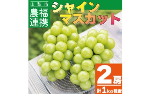 先行受付＞山梨市産農福連携シャインマスカット2房(2房合計1kg程度)【1271031】 - 山梨県山梨市｜ふるさとチョイス - ふるさと納税サイト