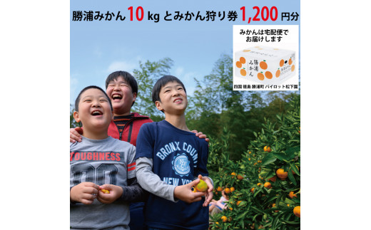 yYzpCbg Y݂ 10kg{݂茔 1200~