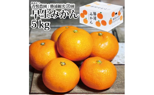 yYzx_ Y݂ S-LLTCY Gi 5kg
