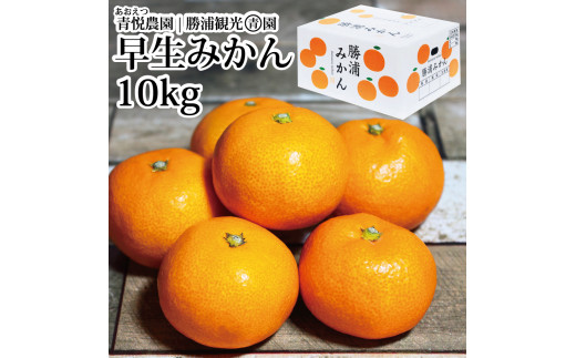 yYzx_ Y݂ S-LLTCY Gi 10kg