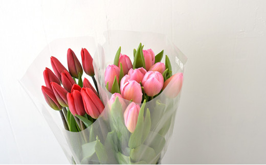 フラワーファームしろねのチューリップ切花20本（赤・ピンク 各10本