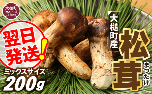 数量限定・天然物岩手産・松茸・200ｇ - 野菜