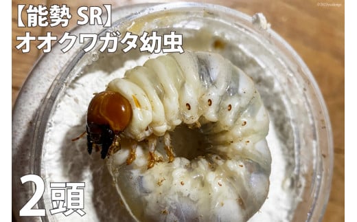 【能勢SR】 オオクワガタ 幼虫 3令以上 2頭 [虫ムシ＠UNZEN 長崎県 