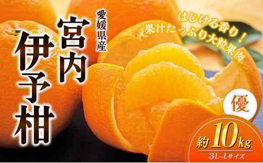 yQuzQYJAKi {ɗ\i悩j 10gyDz3L`Li2026N1`jy{ɂ͂ Â ݂  k 񂫂  s\z [5310-0032]