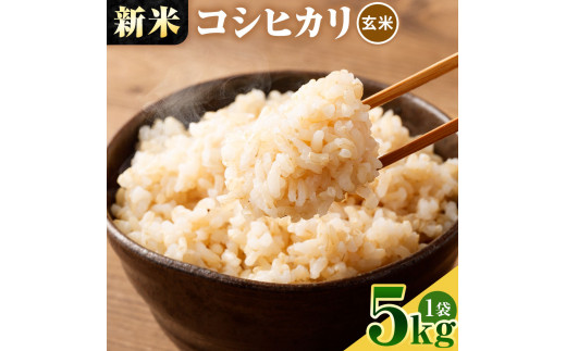 令和6年産 新米コシヒカリ玄米５kg（１袋）【先行予約/令和6年8月発送