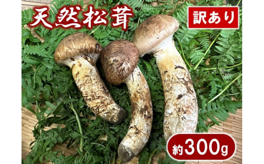 期間限定】岩手県産 天然松茸 約200ｇ 北三陸 【数量限定】 国産 訳