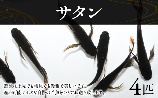 サタン 4匹 水兵メダカ 熊本県産 めだか - 熊本県八代市｜ふるさと