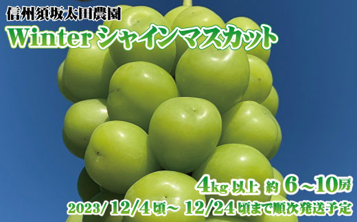 9/30終了予定:シャインマスカット(粒) 約４kg - フルーツ