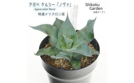 パリーハイブリッド 大株 60cm 【公式通販】