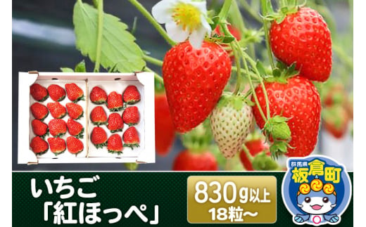 いちご「紅ほっぺ」18粒～ (計830g以上) イチゴ 苺 大粒 初摘み あまい