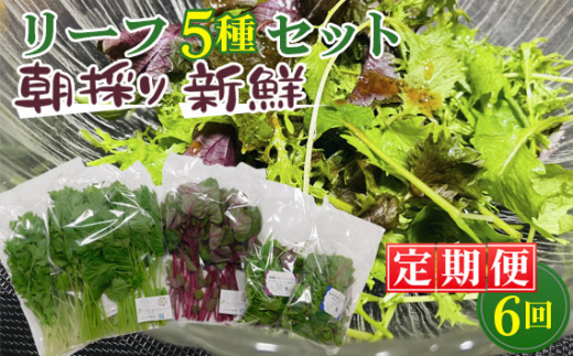 ytcszNo.160 y6ẑ肨l[t5Zbg ^  xr[[t ~bNX t