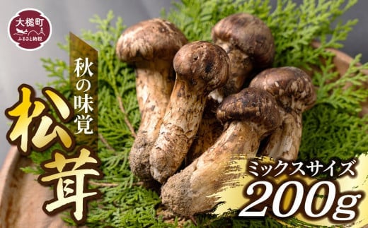 先行予約》【令和6年10月より発送】秋の味覚！松茸ミックスサイズ200g（MJ）国産 岩手 岩手県 土瓶蒸し 松茸ごはん マツタケ まつたけ - 岩手県大槌町｜ふるさとチョイス  - ふるさと納税サイト