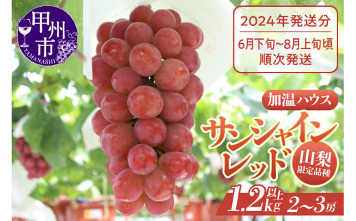 お中元対応〗山梨県限定品種 サンシャインレッド（甲斐ベリー7）合計1.2kg以上（MS）F-111 【山梨県 サンシャインレッド フルーツ  甲斐ベリー7 大粒 ぶどう 旬 葡萄 ブドウ 果樹 果物 人気 種なし 新鮮 ギフト 甲州市 先行予約 令和6年 2024年発送】 - 山梨県甲州市  ...