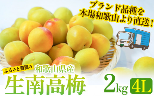 和歌山県産 熟成南高梅 2kg(4Lサイズ) うめ 梅干 梅酒 ふるさと農園