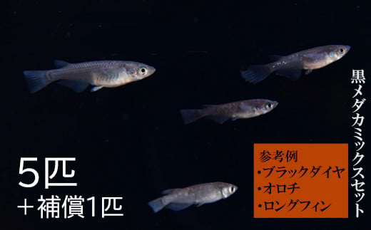 ME02：黒メダカミックスセット - 鳥取県日吉津村｜ふるさとチョイス