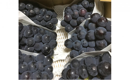 yRsz[5615-0215]j[ sI[l 2kgO 3[`5[  t[c R sY _ Ԃǂclub 2026N s\ ʕ