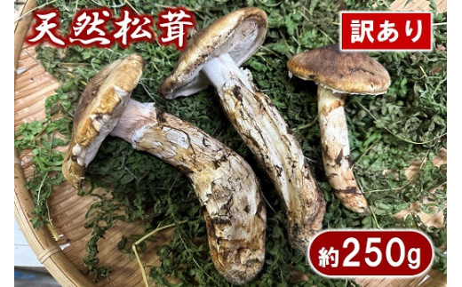 岩手県久慈市産松茸250g-