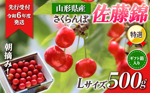 【先行受付 令和6年度発送】山形県産 朝摘みさくらんぼ特選佐藤錦500g ギフト箱入り FSY-0347