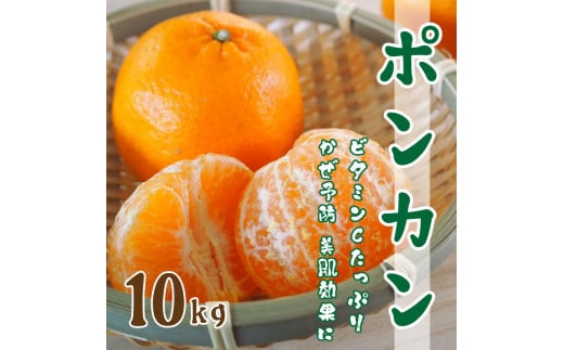 先行予約 ポンカン 10kg 柑橘 みかん オレンジ フルーツ 果物 くだもの