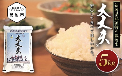 米 5kg 新潟県産 コシヒカリ 特別栽培米 令和5年産 「大丈夫コシヒカリ