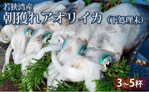 y䌧ዷzǂ AICJ 3`8t Ȃ ዷpY ǂꋛ CJ G  CN  䌧 ዷ [5580-0434]