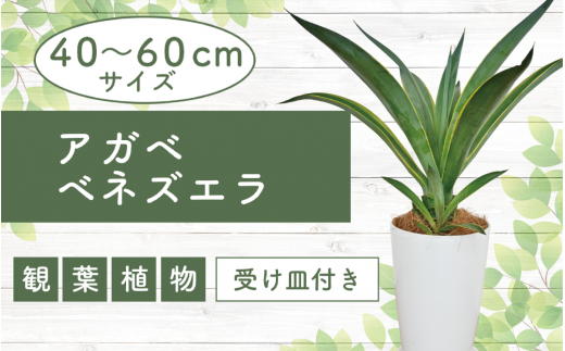 観葉植物】ウンベラータ60cm～80cm(Green Base/014-1370) 南国鹿児島県