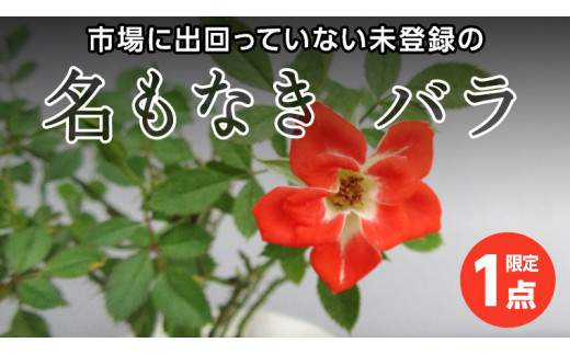 【 12月11日 入金確認分まで 年内配送 】～ 限定 1点 ～ 世界にひとつだけ あなただけの 名もなき バラ 【1】 ミニバラ 薔薇 ギフト  プレゼント [BN017ci]