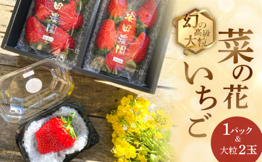 先行予約 2025年1月～発送開始 菜の花いちご 1パック(6～8粒入)・大粒2 