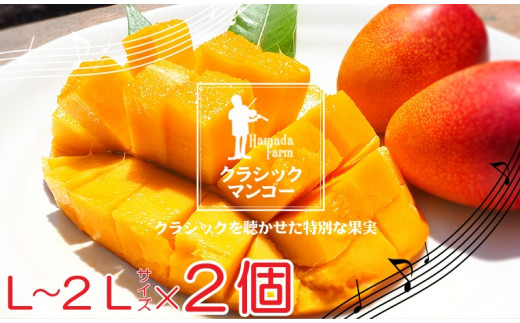 No.1195-4 完熟マンゴー（L～2L×2個） - 鹿児島県錦江町｜ふるさと