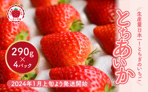 いちご（とちあいか） 290g×4パック 1.16kg以上 【先行予約 数量限定 