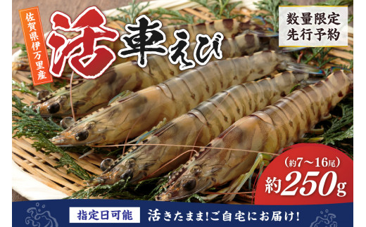 【佐賀県伊万里市】活車海老 250g 指定日可能【数量限定 先行予約】(12月1日から配送開始) 010-C164