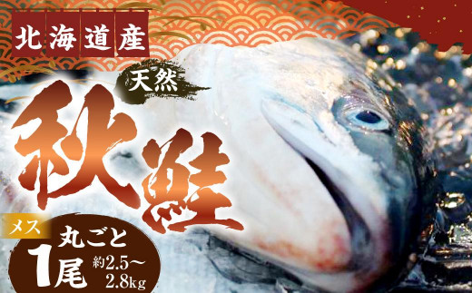 2023年発送】秋鮭1尾（メス）約2.5kg～2.8kg - 北海道様似町｜ふるさと