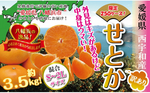C39-51.柑橘の大トロ!!「せとか」約3.5キロ 限定250個【訳あり