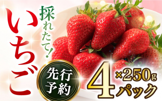 2026年2月上旬～順次発送開始】いちご 1箱 (約250g×4P) 約1kg / いちご