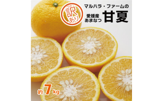 【 先行予約 】 訳あり 甘夏 7kg （発送期間：3月上旬～無くなり次第終了） 7000円 家庭用 先行 事前 予約 受付 ギフト みかん あまなつ  夏みかん グレープフルーツ 愛媛 産地直送 国産 農家直送 糖度 ジューシー 甘い 果樹園 期間限定 数量限定 特産品 マーマレード ピール