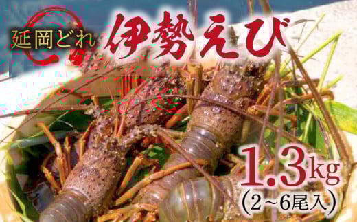 y{茧szǂɐ1.3s N017-YD0264