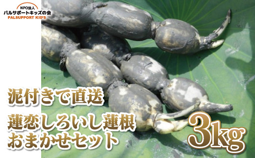 サンプル写真