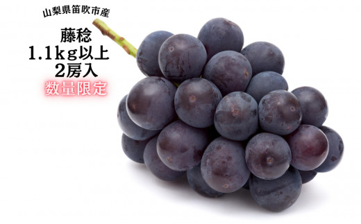 藤稔(粒) 正味2.5kg 山梨県笛吹市産 wireconsultoria.com.br