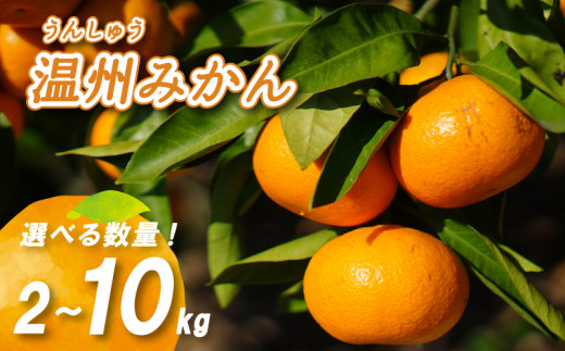 2024年3月中に発送】温州みかん 2kg / 5kg / 10kg 数量選択可 早生