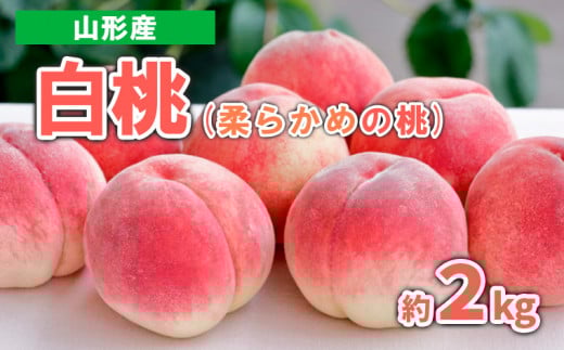 yR`R`szR`Y  (_炩߂̓)@2kg Gi yߘa8NYs\zFS23-717  ʕ t[c R` R` R`s 2026NY