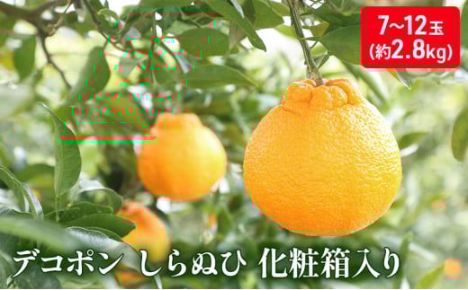 y쌧쒬z[5911-0175]nEXfR|iʂЁjϔi2.8kgj_fR| ʕ ݂ k ~J  