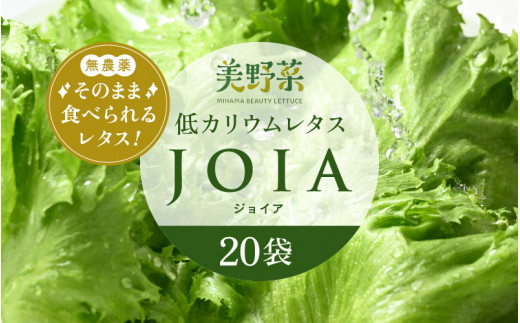 m40-b003] 低カリウムレタス 美野菜 「JOIA」 20袋 クリーンルーム栽培