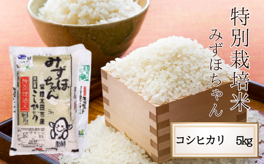 令和５年産】茨城県 常陸太田産 コシヒカリ5kg 特別栽培米 みずほちゃん 【常陸太田市 茨城県 良質米 森林 ミネラル 豊富 清らか 水 人気 】  - 茨城県常陸太田市｜ふるさとチョイス - ふるさと納税サイト