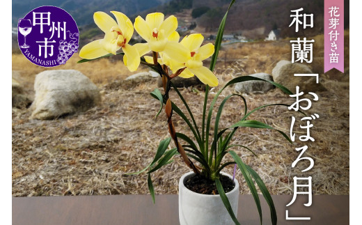 緑花大輪品種 和蘭 「春一番」 花芽～開花株 ４号陶器鉢付 B2-1111 - 山梨県甲州市｜ふるさとチョイス - ふるさと納税サイト